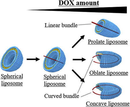 graphical abstract